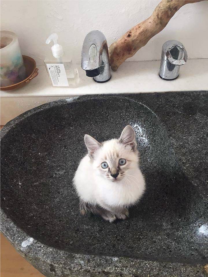 洗面所は猫の遊び場に。